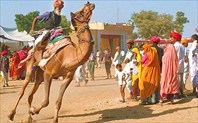 Pushkar Camel Fair